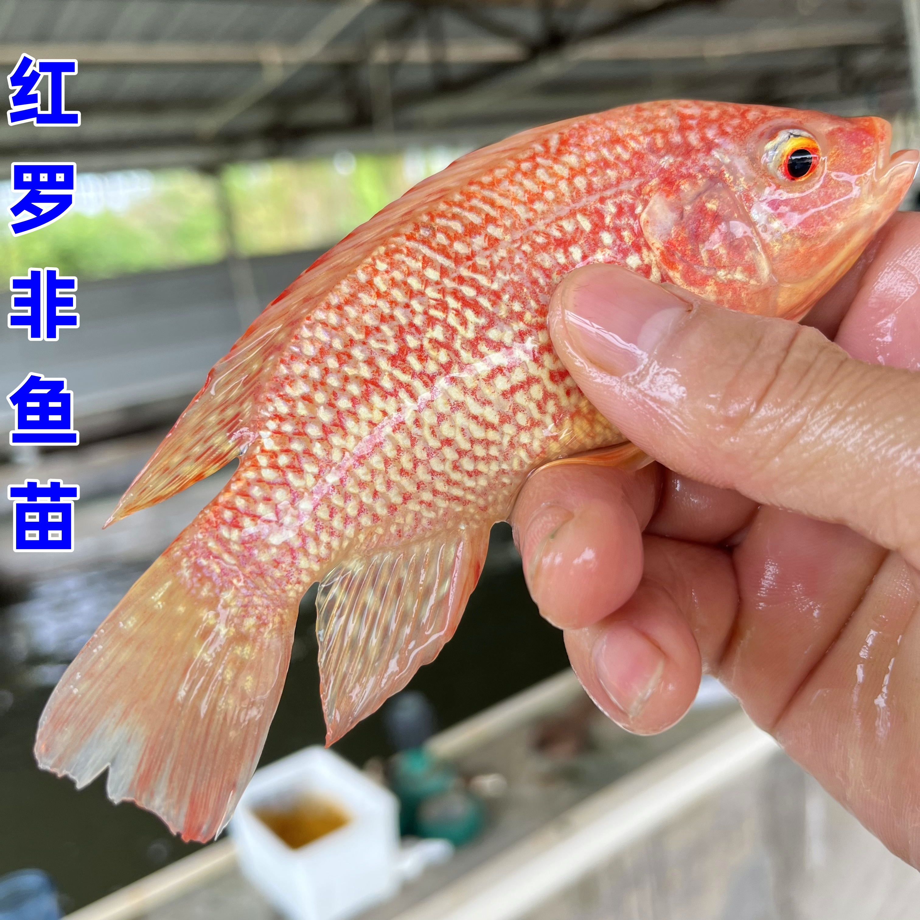 红罗非鱼苗彩虹鲷鱼红罗非鱼鱼苗罗非鱼宠物活鱼彩虹鲷鱼苗观赏鱼