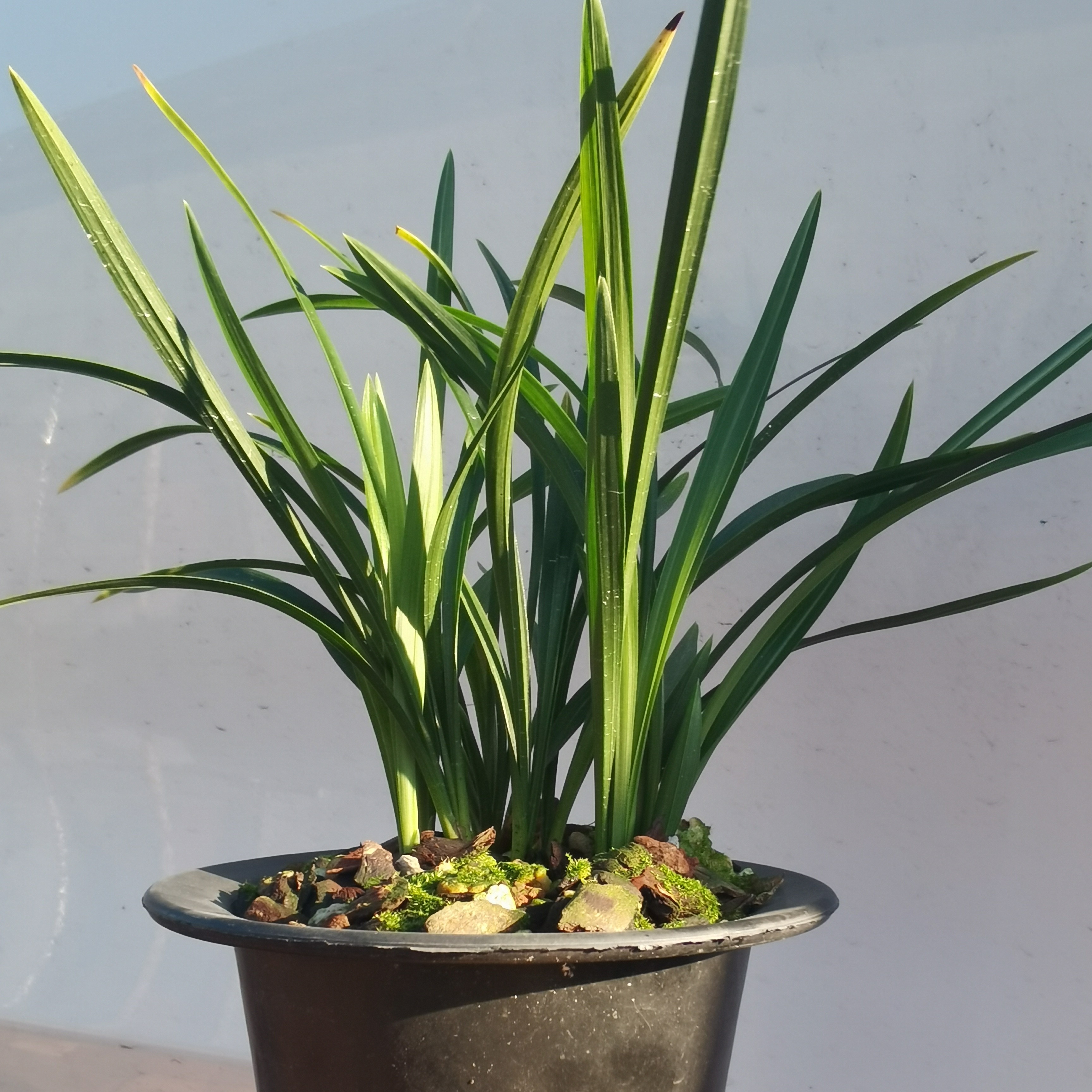 琢成兰花拍品1000-20000（拍多少付多少）