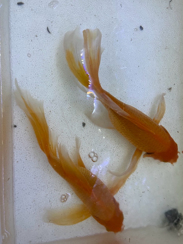 23公分左右尾巴飘飘的红色蝴蝶鲤鱼