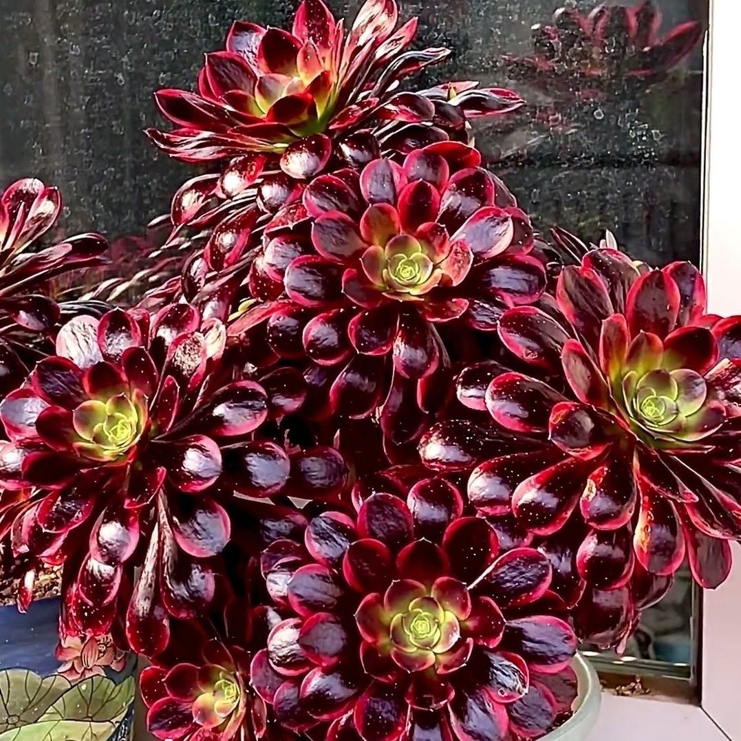 欧佳丽多肉植物法师锦高端大气老桩盆栽花卉好养活超大颗绿植特价