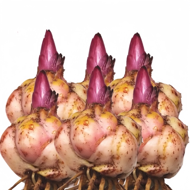 进口重瓣香水百合种球带芽四季开花室内阳台盆栽花卉易活植物耐寒