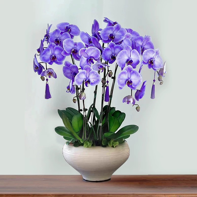 蝴蝶兰花苗带花剑年宵花盆栽兰花大苗客厅吸色阳台花卉四季好养活
