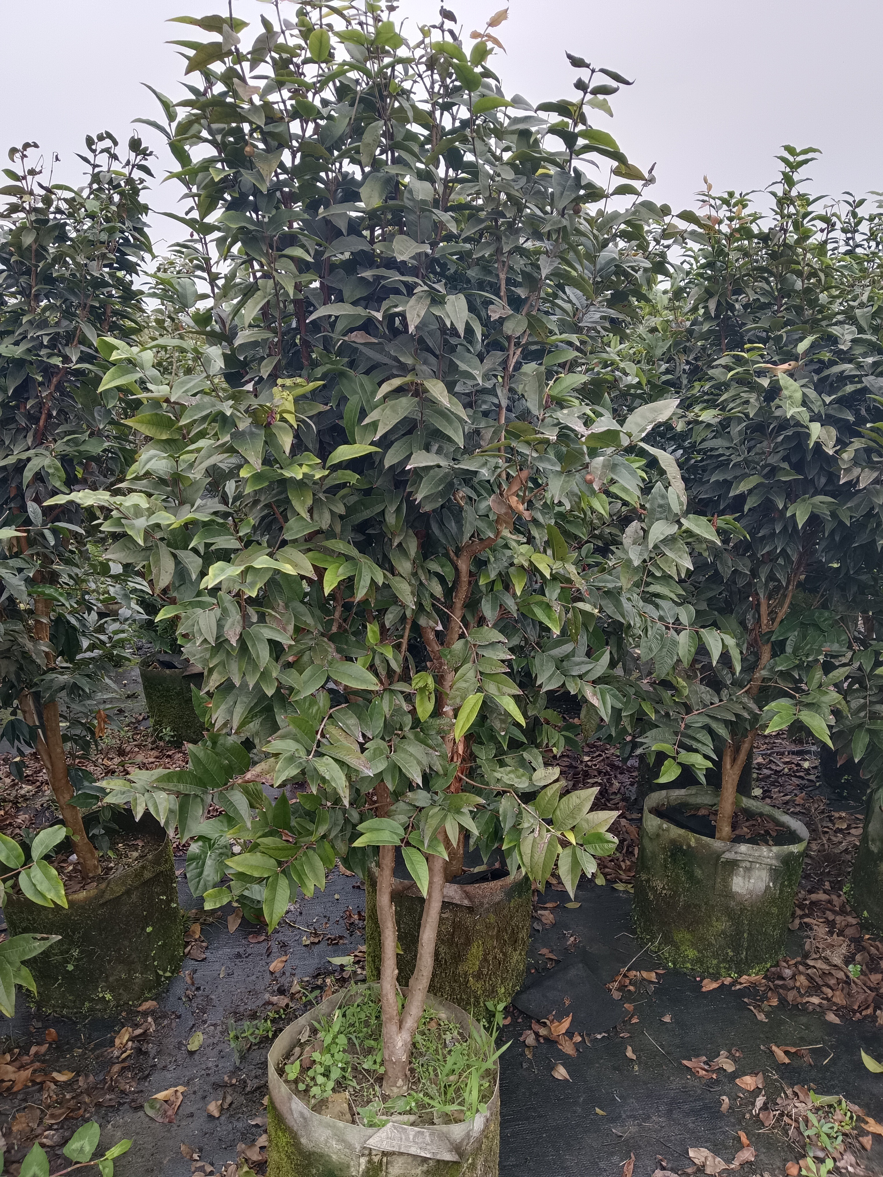 一物一拍沙巴艾斯卡红妃花园植物链接香水柠檬树蚂蝗桃金娘紫薇花