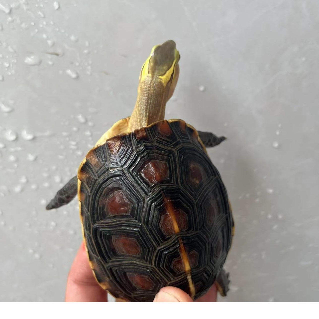 人工养殖4年的黄缘闭壳龟碌仔（直播链接）