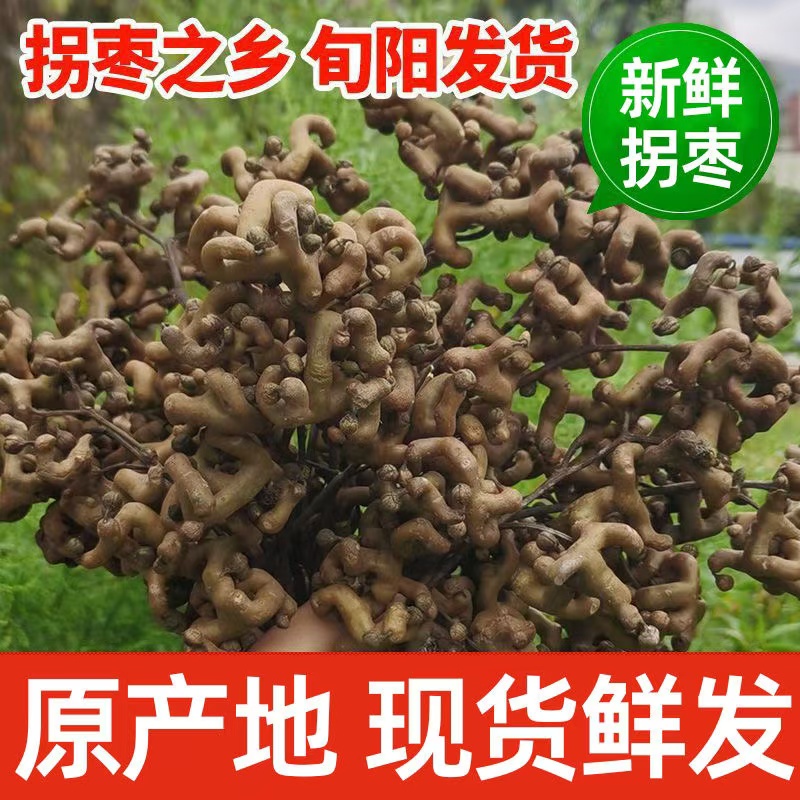 陕西秦岭新鲜拐枣泡酒鸡爪梨金钩子枳椇子万寿果泡酒煲汤包邮