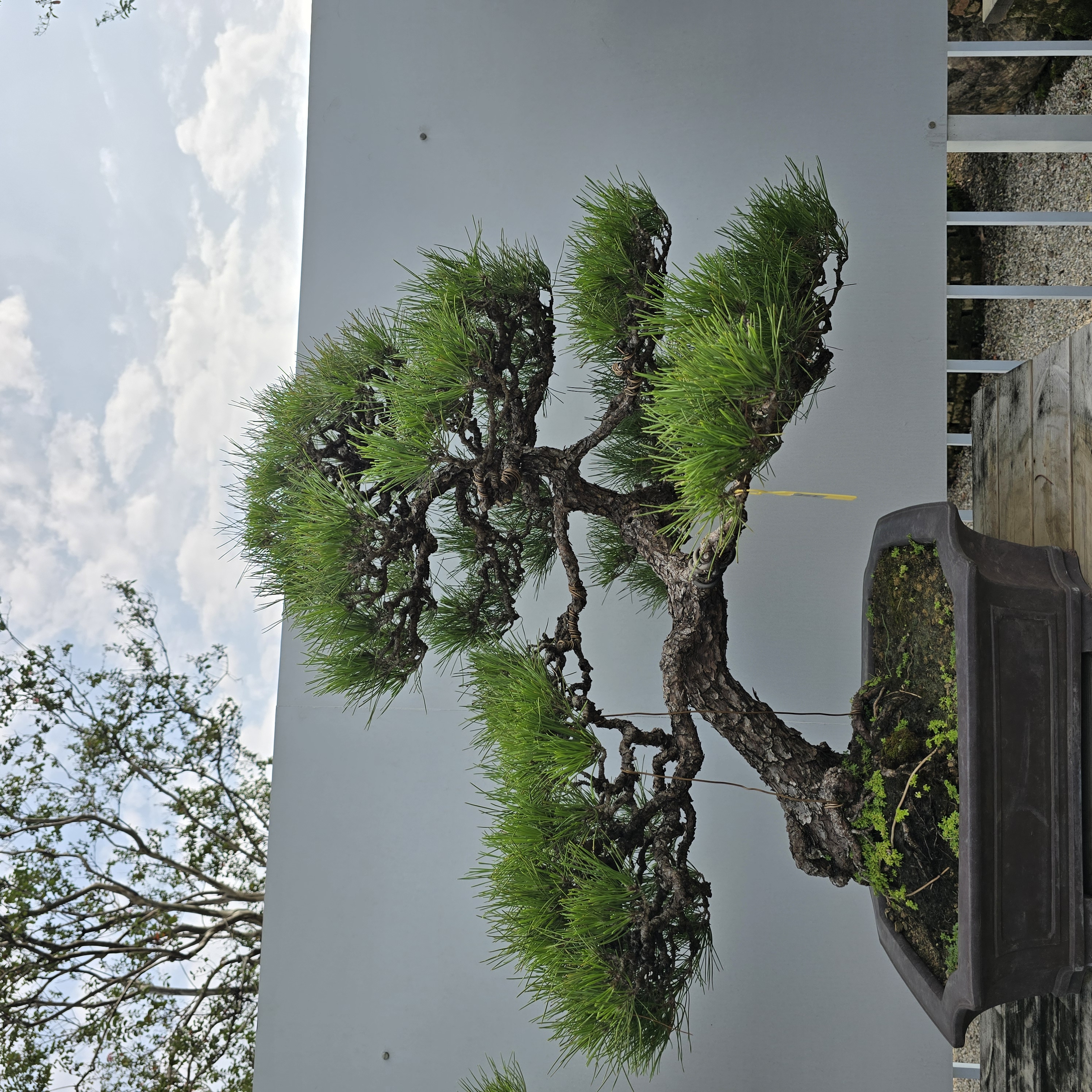 177黑松高端盆景大型盆景