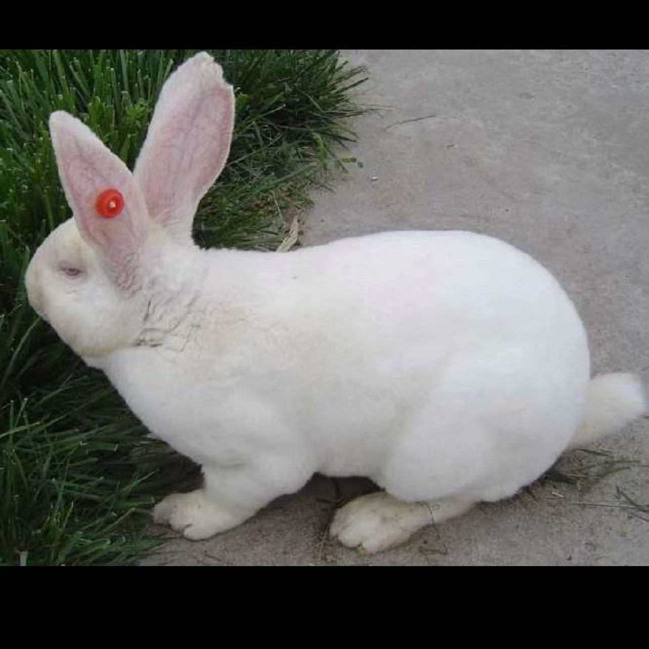 2025女装外套改价链接白色兔子兔毛