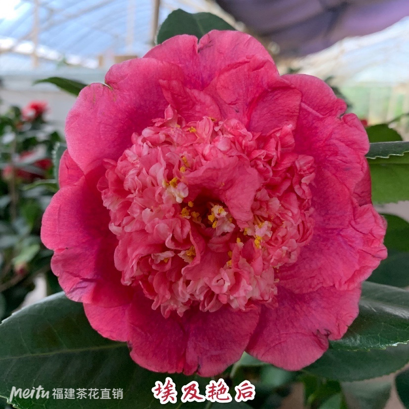 埃及艳后茶花盆栽花卉四季常青绿植盆景客厅庭院阳台包邮