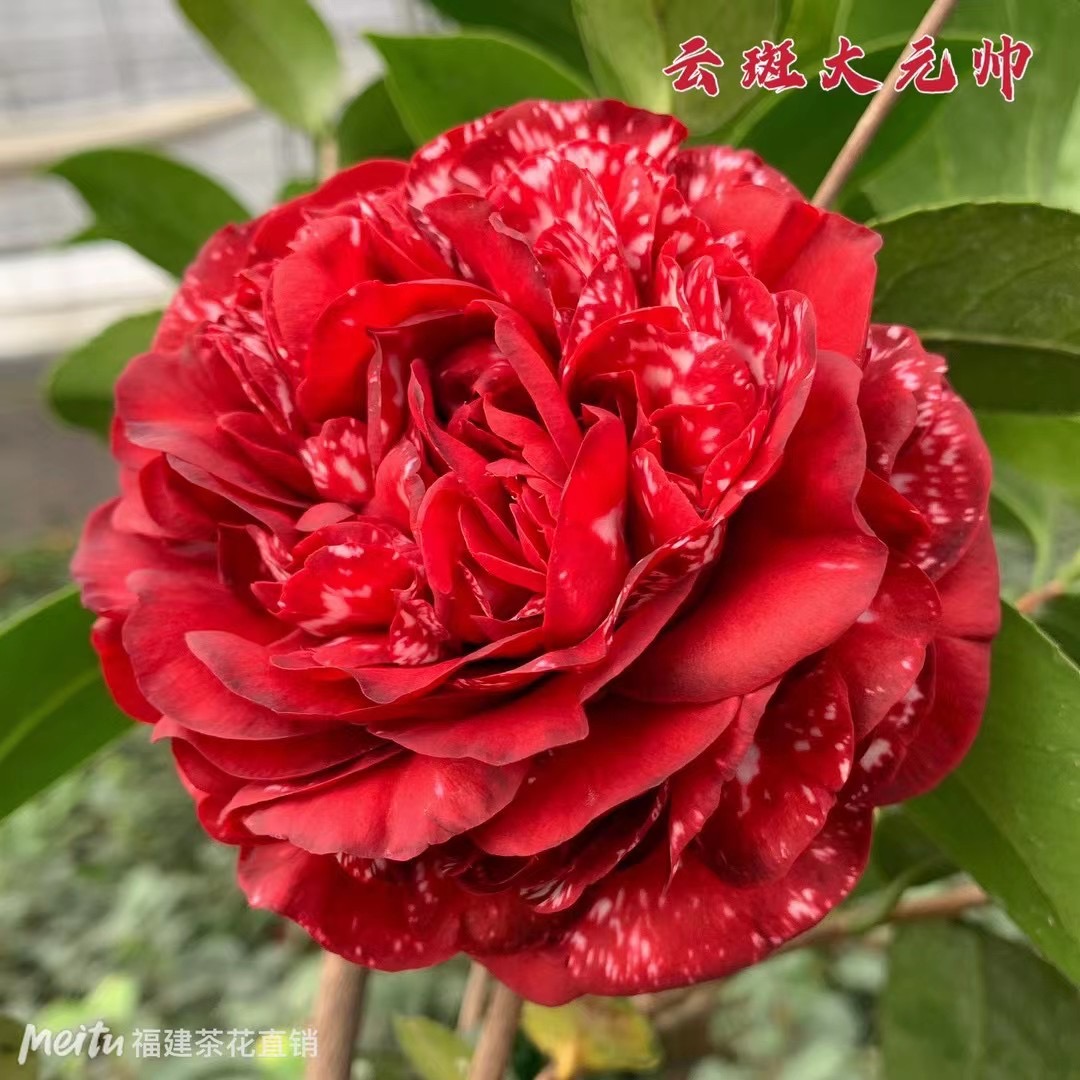 云斑大元帅茶花重瓣大花客厅阳台庭院绿植花卉包邮