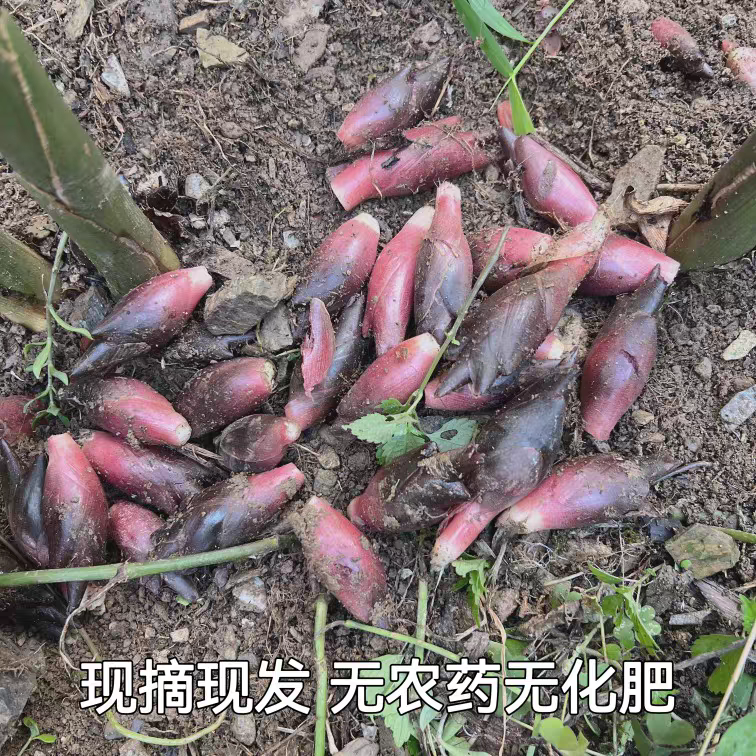 新鲜阳荷姜湖北恩施野生洋荷贵州洋河笋阳和洋火阳藿胡嫩茗荷蔬菜