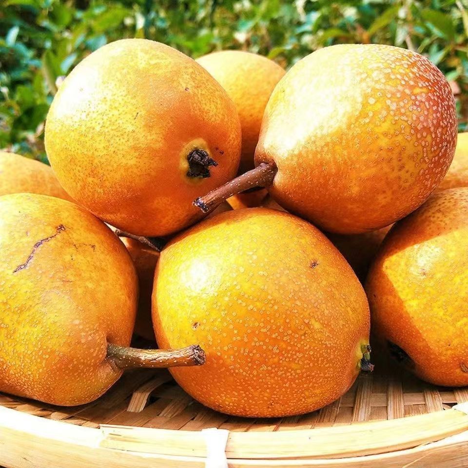 东北新鲜尖把梨 酸甜可口 果肉多汁 三斤包邮顺丰