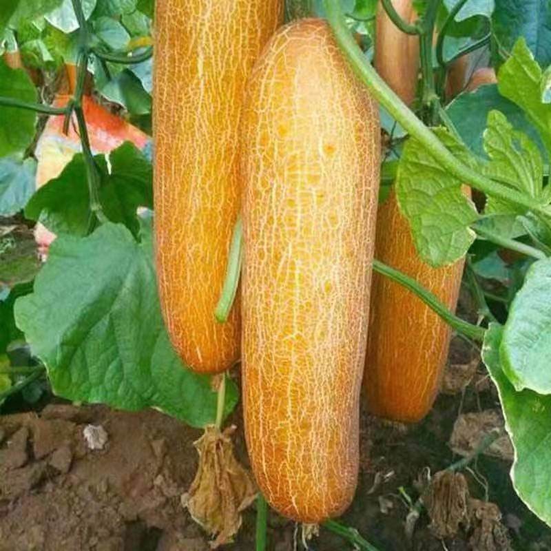 东北老黄瓜农产品农家新鲜蔬菜炖汤凉菜2500g顺丰包邮
