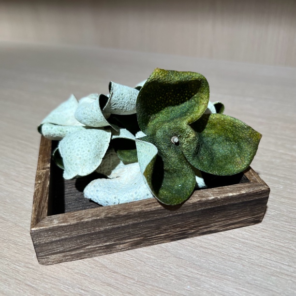 【东甲大青油皮仔】2024年东甲软枝原枝十二年老树 香味浓郁霸道