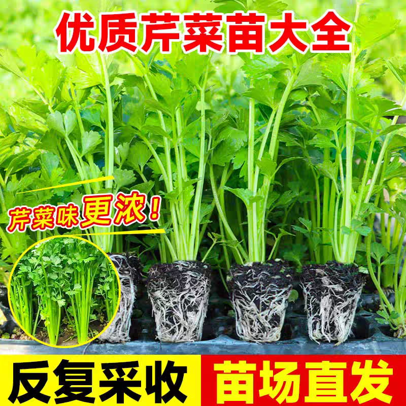 皇后西芹秧苗四季小香芹种子秋季盆栽阳台蔬菜种籽根芹菜幼苗带土