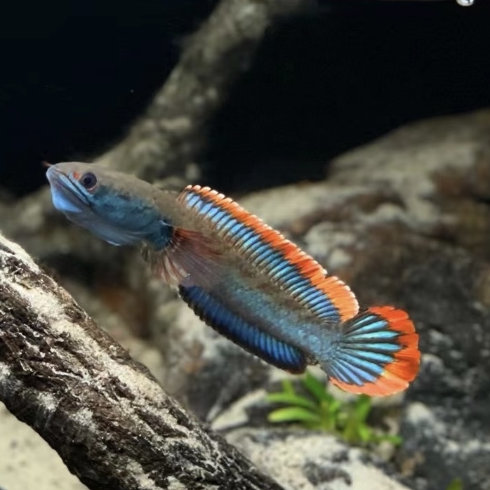 血斑一型（冰火雷龙） 小型雷龙鱼种