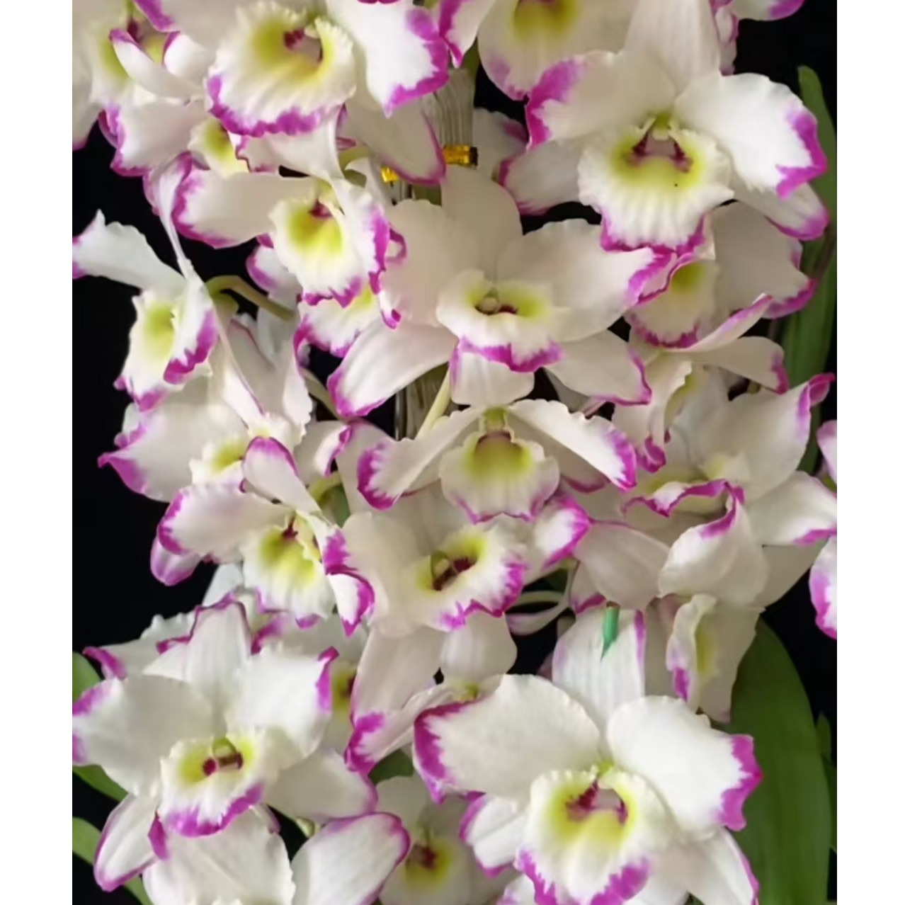 甜心公主春石斛原盆（开花时间长，开花香，易成活）