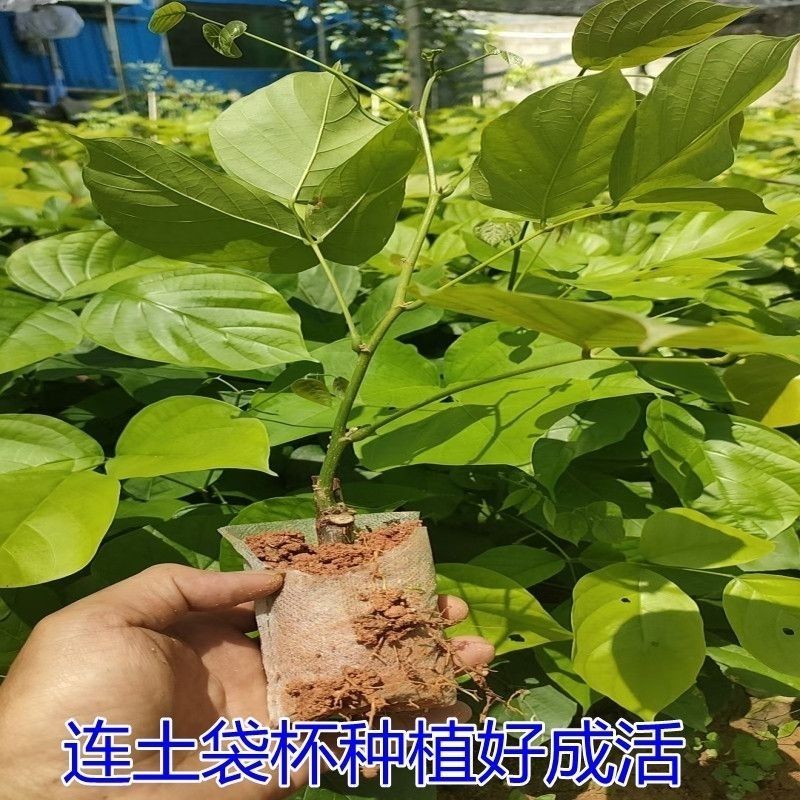 广西正宗多环鸡血藤苗密花豆活血藤三叶鸡血藤树苗原土布袋苗