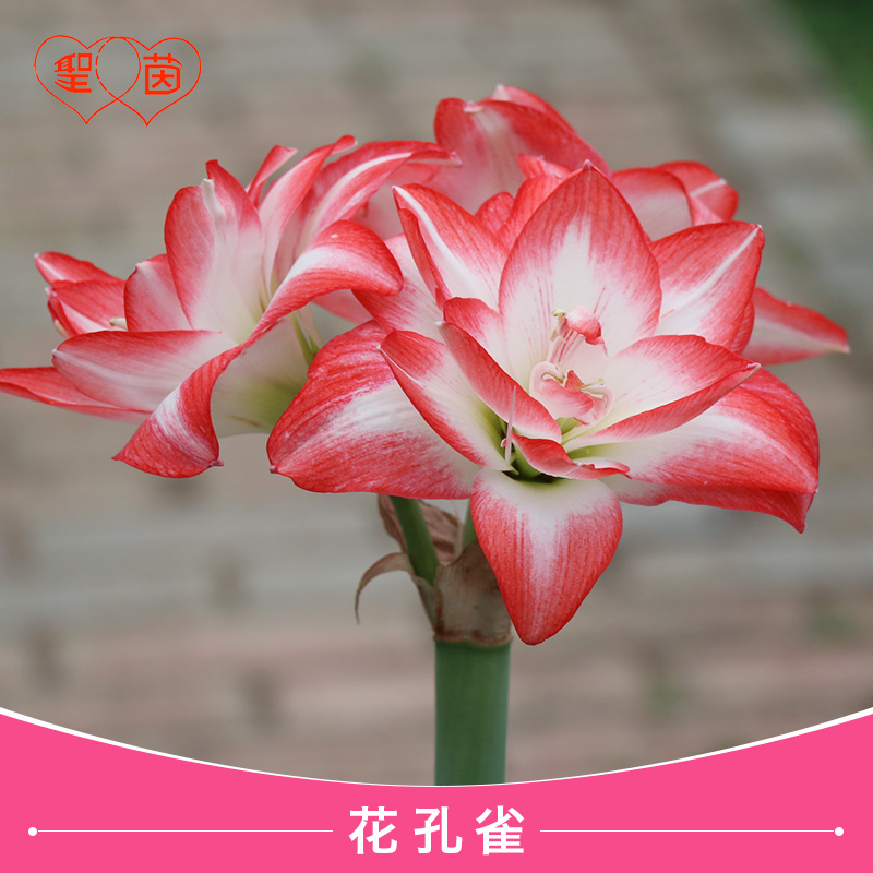 圣茵朱顶红 花孔雀抽芽品种开花球
