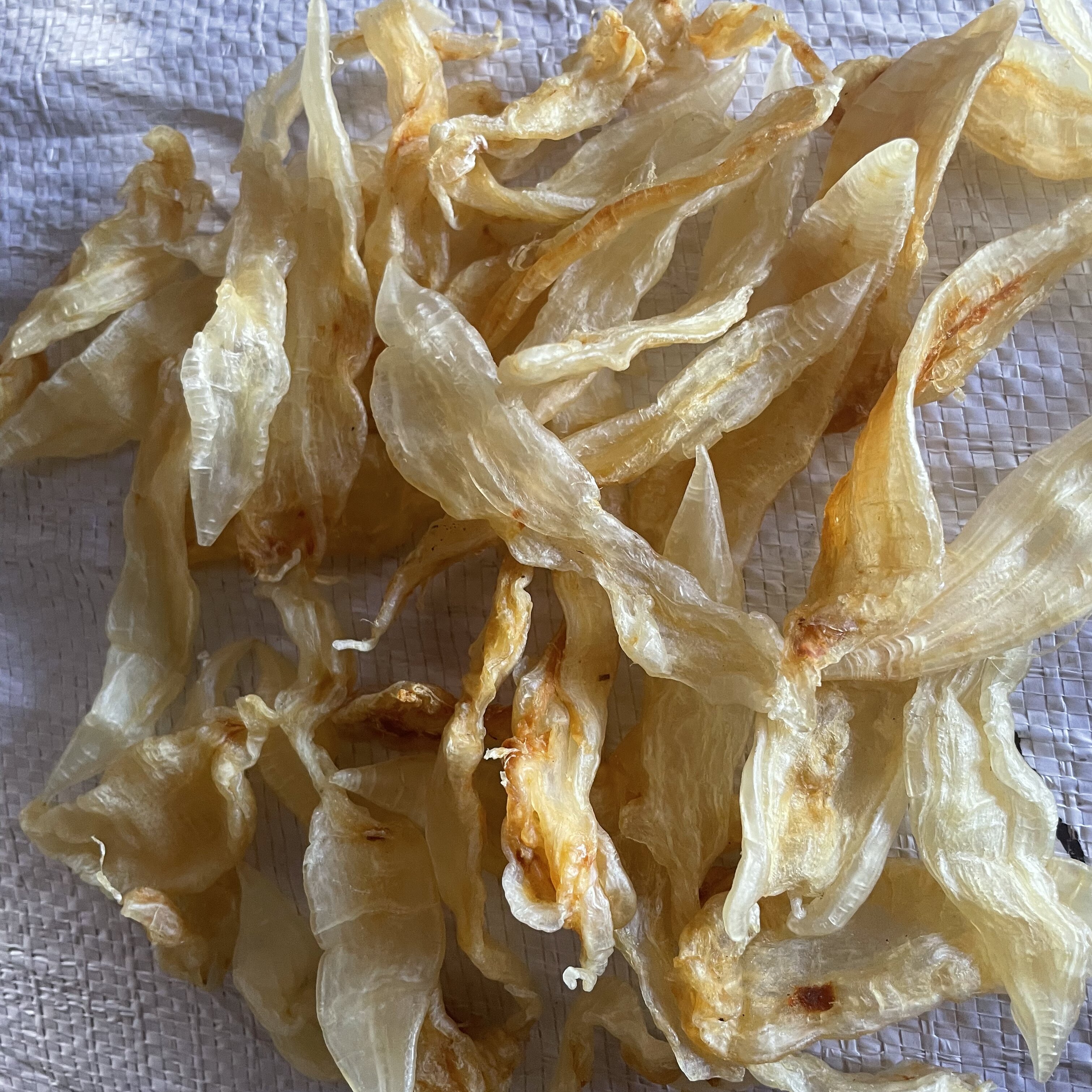海中胶海味 广东茂名电白深海金龙花胶鱼胶
