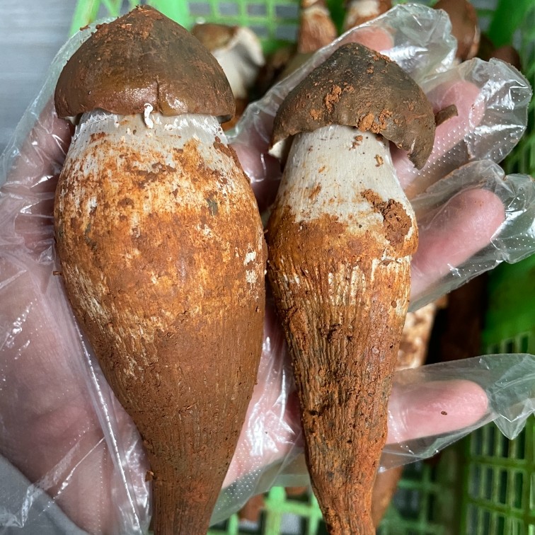 云南新鲜鸡枞菌精品黑帽大鸡枞当季食用菌菇山珍味美