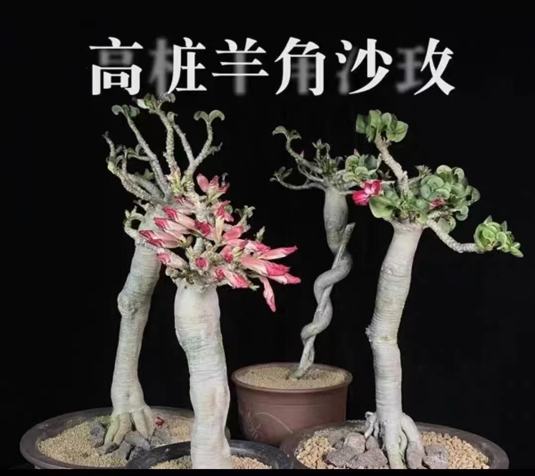 【大金额】沙漠玫瑰绿植  一物一拍 