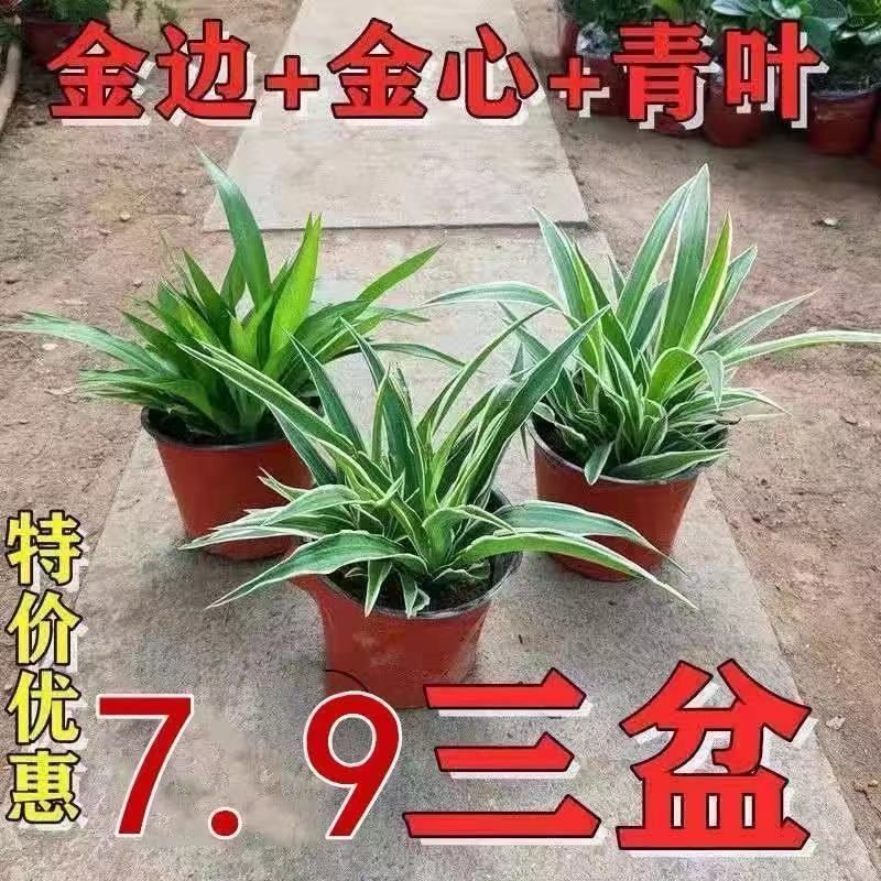 金边吊兰金心吊篮青叶盆栽办公室内绿植苗植物花卉净化空气吸甲醛