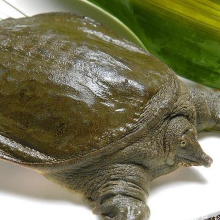 5斤中华甲鱼公甲鱼