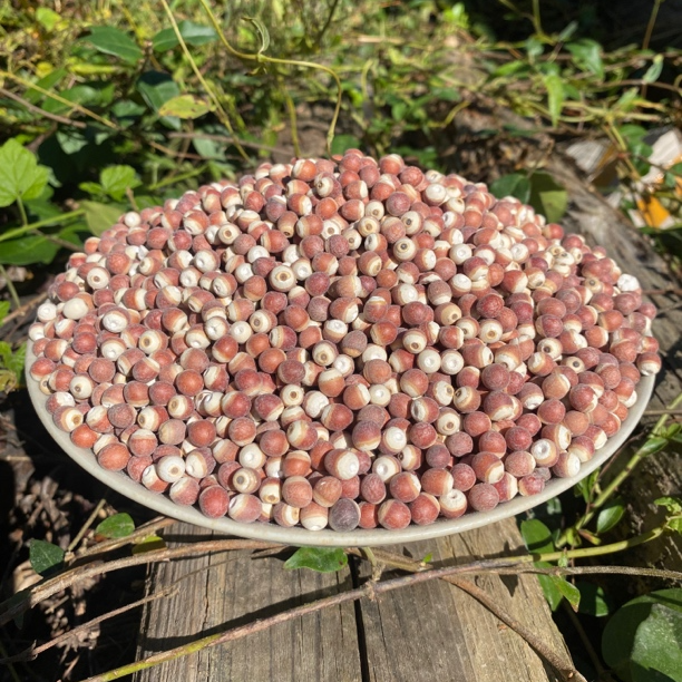 包邮芡实鸡头米整粒500g