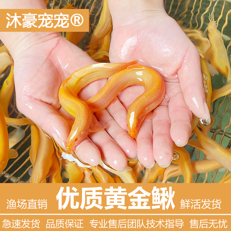沐豪宠宠【运营推荐】黄金泥鳅金龙鳅清洁工鱼观赏鱼好养耐活宠物鱼