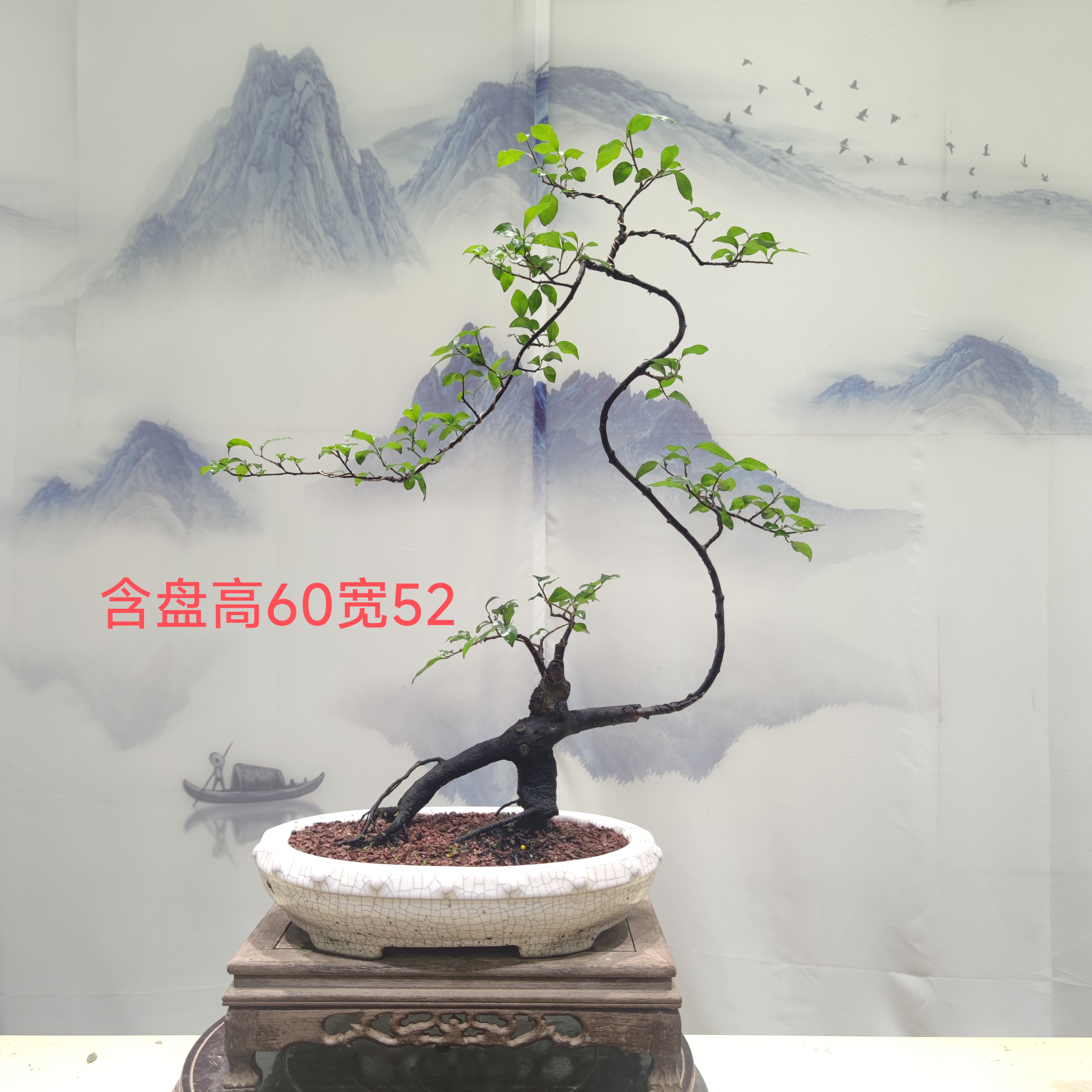 惠景园精品老桩金弹子盆景