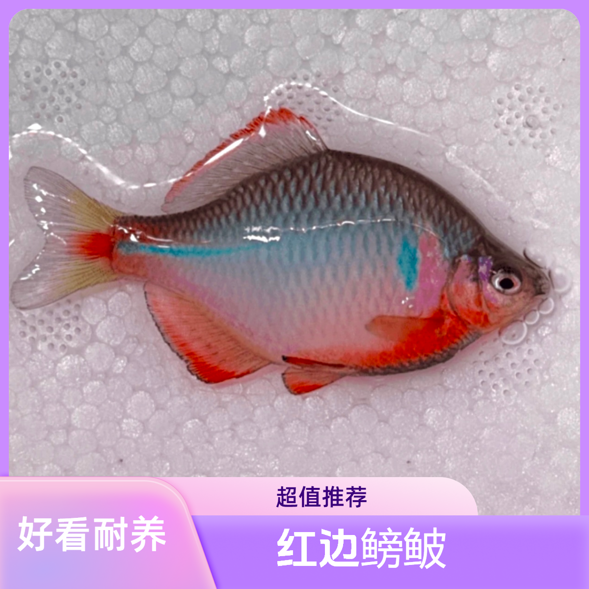 红边鳑鲏原生溪流齐氏鱊广温冷水好养耐活观赏鱼