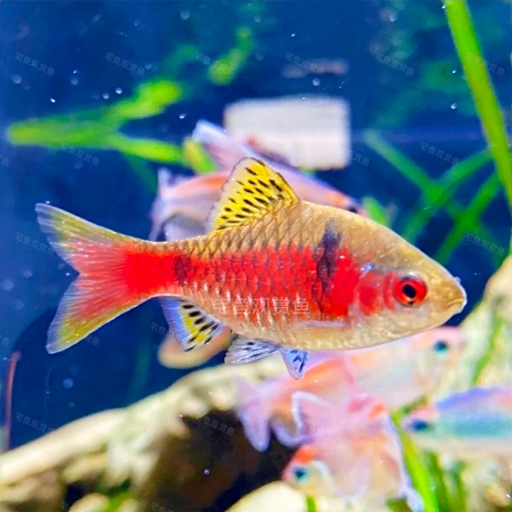 宅鱼甄选｜钻石彩虹鲫 热带鱼冷水鱼观赏鱼水草缸鱼缸灯科鱼原生鱼