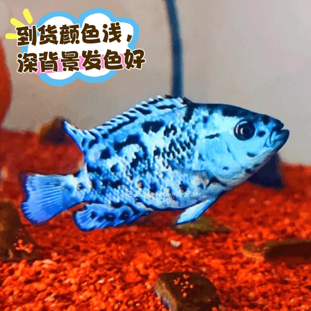 【宅鱼精品】银河星钻鱼 淡水观赏鱼热带鱼活体