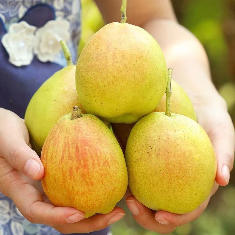 【三不知】新疆库尔勒香梨5斤装新鲜水果脆甜多汁 多仓发货