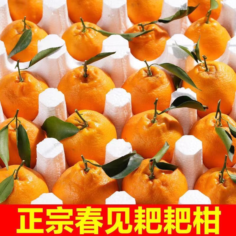新鲜四川正宗耙耙柑特级粑粑春见柑丑橘子新鲜水果当季水果特大果