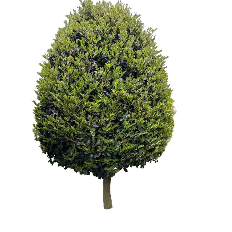 高山茶花四季常青不掉叶直播间一物一拍