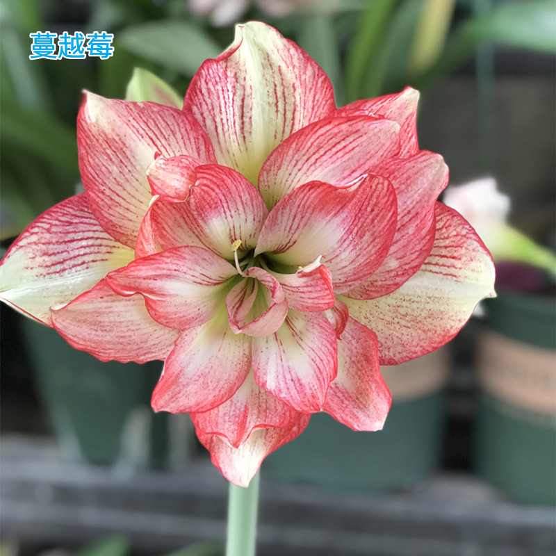 【蔓越莓】包邮  二胖花园 现货朱顶红种球 自然球