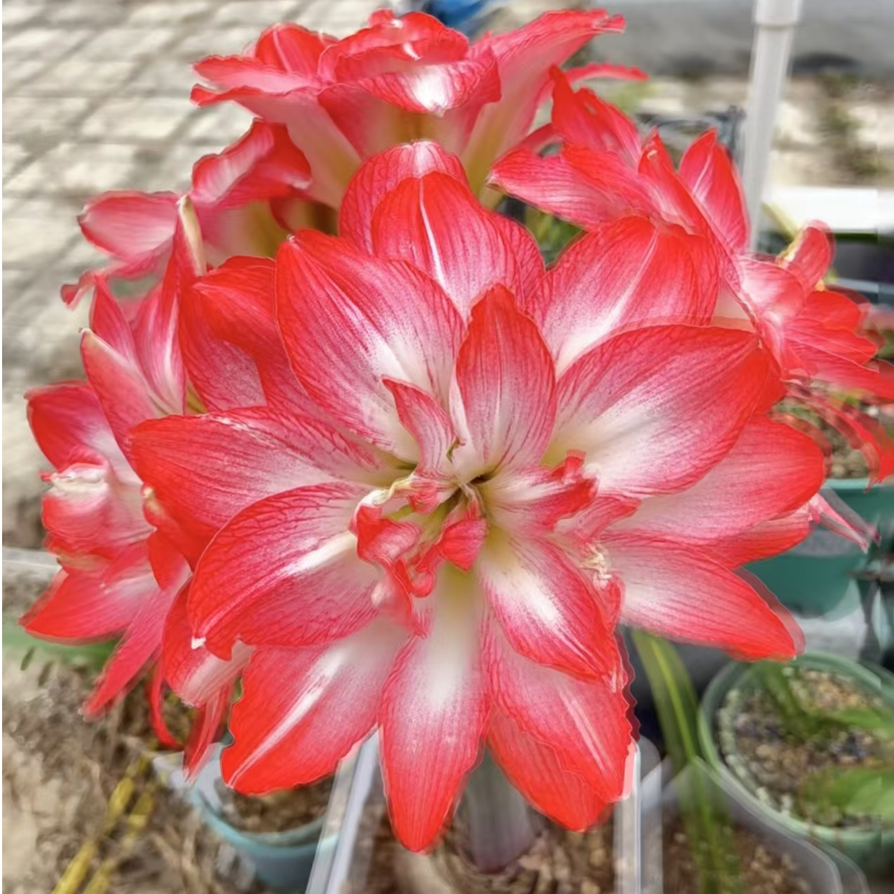 【明月露露】包邮 朱顶红种球 自然球