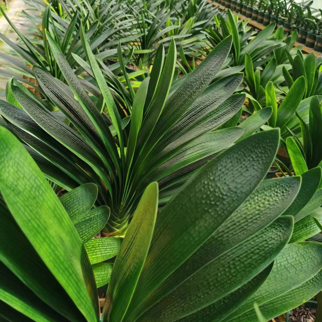 缘起君子兰直播间一物一拍链接