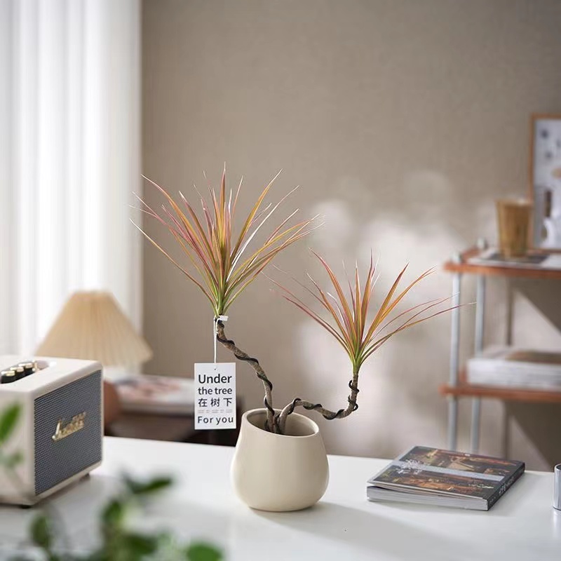 造型千年木北欧简约风格盆栽四季常绿观叶植物阳台客厅