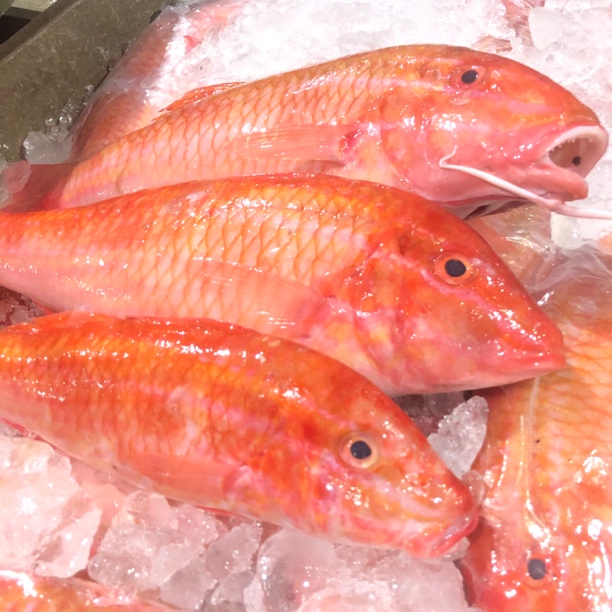 H广东野生海捕红须公