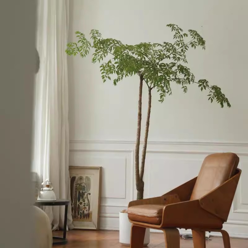 大型植物幌伞枫幸福树落地室内净化空气吸甲醛大绿植北欧简约盆栽