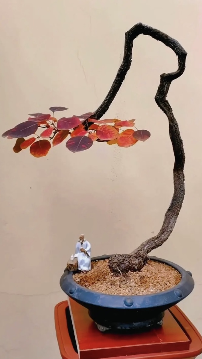 香山红叶黄栌盆景拍品链接