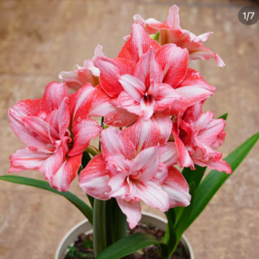 荷朱火焰黛丝/火烈鸟戴丝/双喜/爱神/双梦/精灵朱顶红种球 