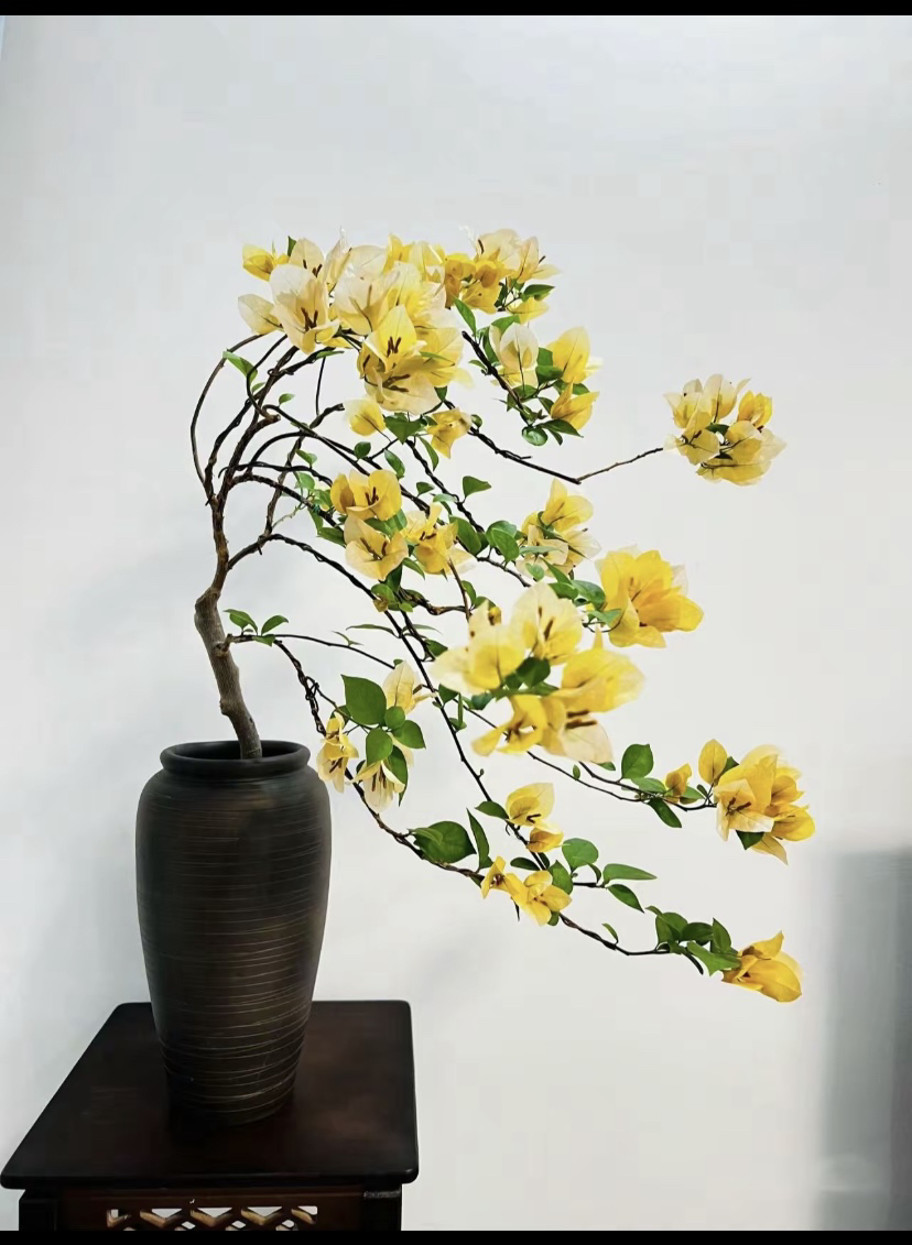 三角梅。一物一拍