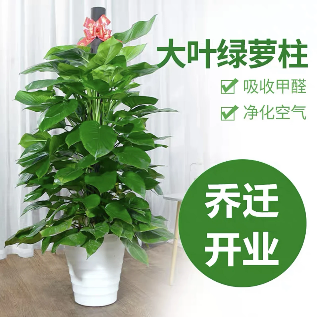 【秋拾美悦】1.4-1.5米巨无霸绿萝柱室内绿植办公室前台四季常青