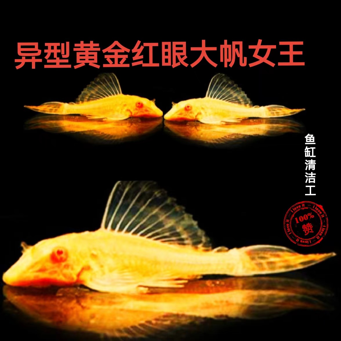黄金红眼女王和异型豹纹工具鱼专吃鱼缸垃圾清理藻类观赏鱼活体