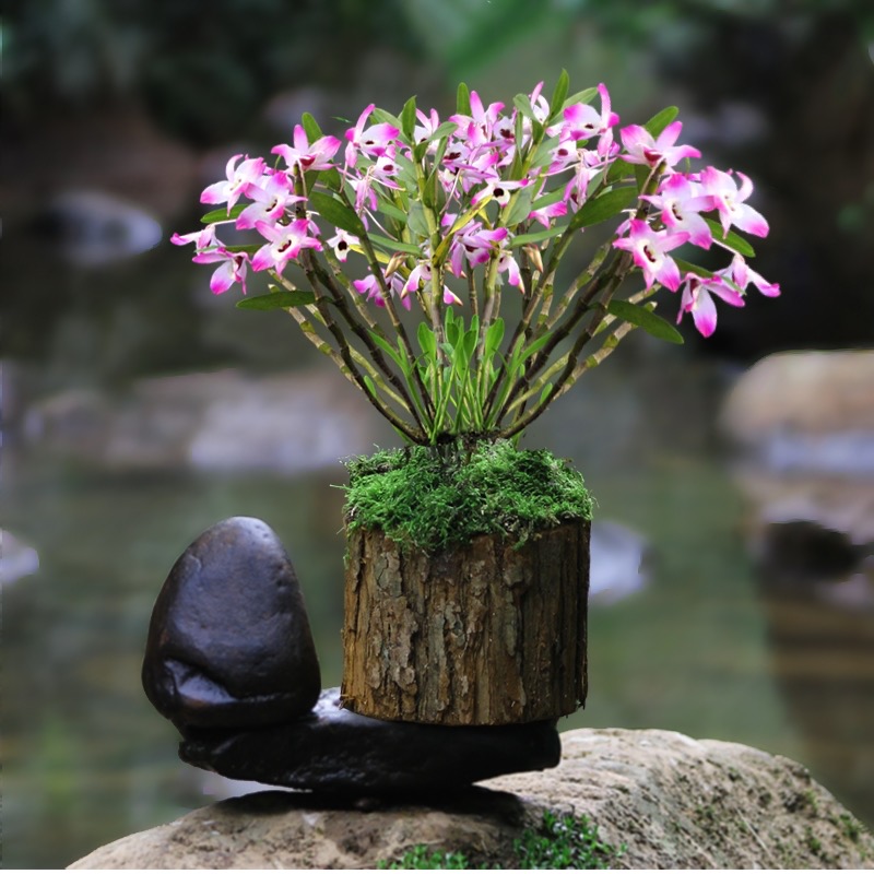 无品牌贵州赤水金钗种杉木墩墩优质发货石斛绿植盆栽室内