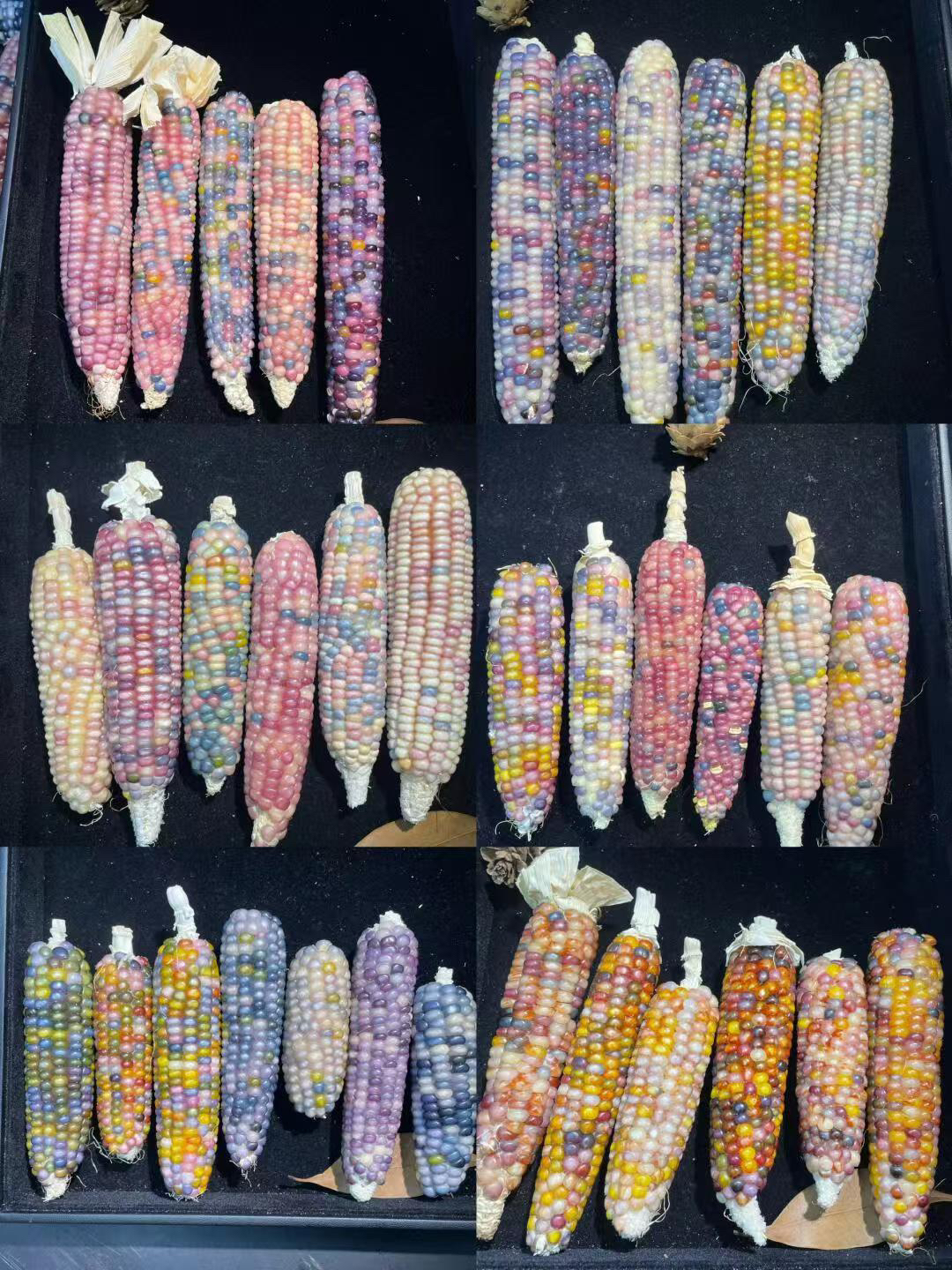 文玩玉米手把件 摆件 创意饰品（一物一拍） 私拍随机发