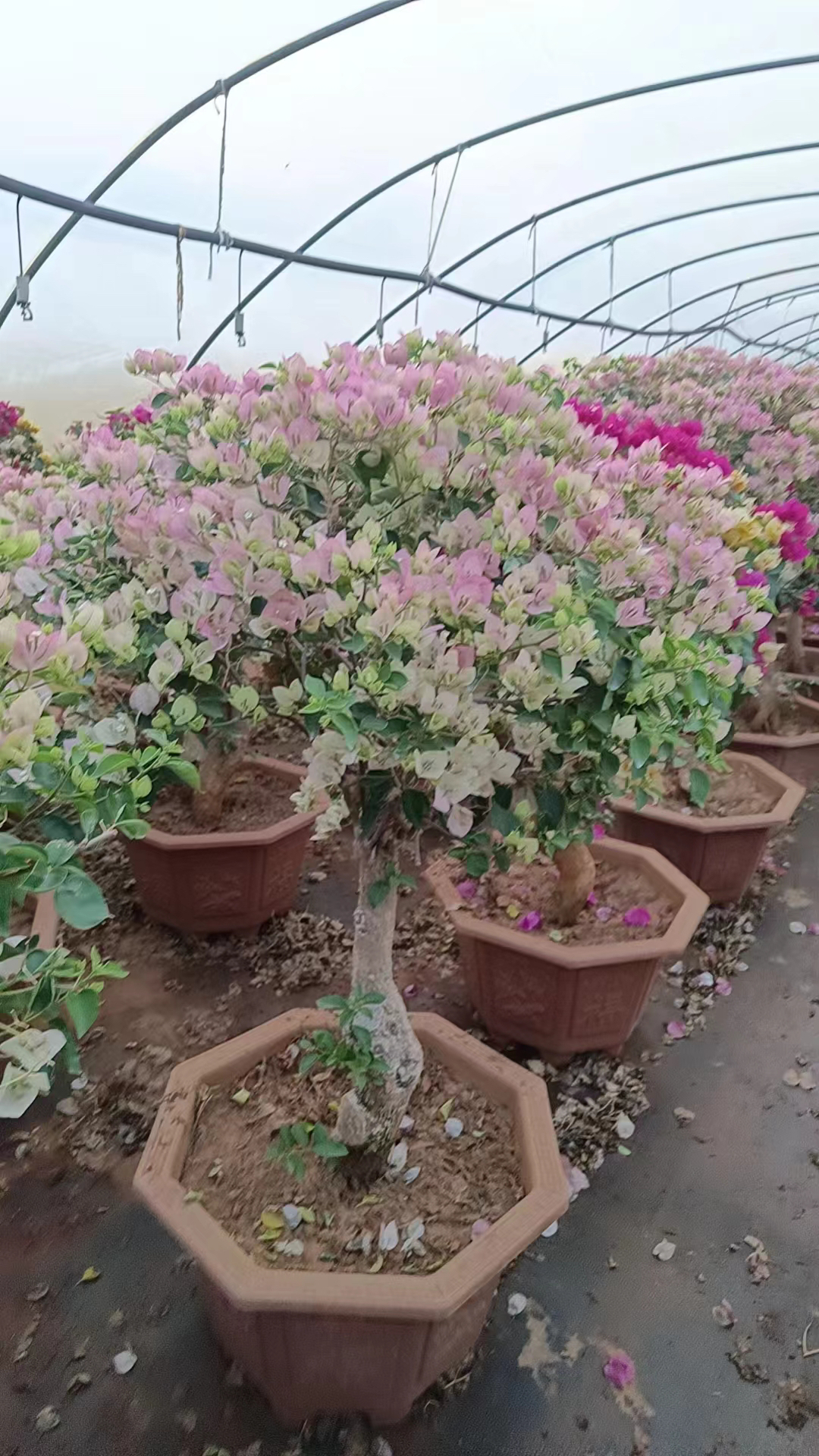 彩色三角梅嫁接接